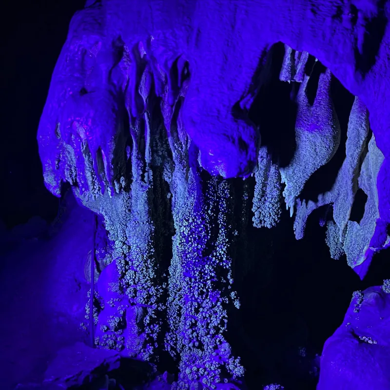 Coraloides bajo luz UV